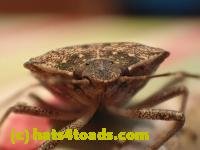/home//u458753944/public_html/sourcegallery//////////Insects and small critters/aphids cicadas lanternflies and true bugs (Hemiptera)/PC250022.JPG